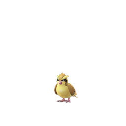 Pidgey Pidgey