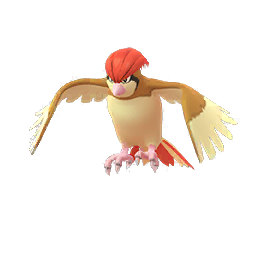 Pidgeotto Pidgeotto