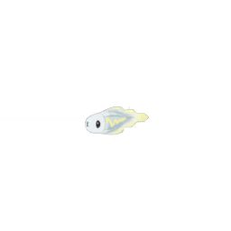 Tynamo Tynamo
